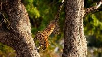 Click to watch 'Wonders of Nature' (popup) Planet Earth III